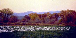 Bosque del Apache National Wildlife Refuge