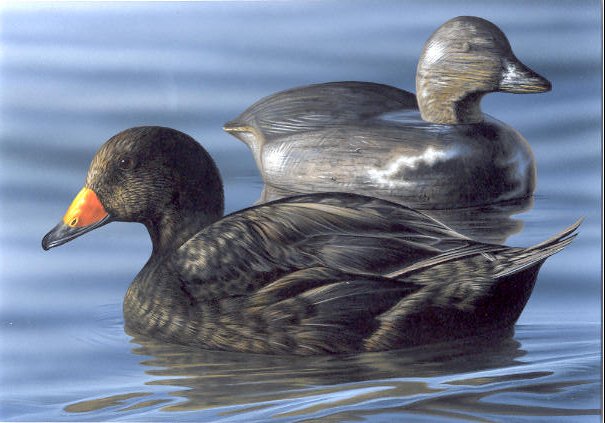 black duck