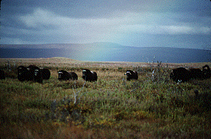 Bering Land Bridge National Preserve