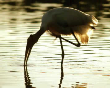 Big Cypress National Preserve