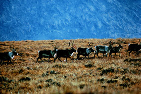 Gates Of The Arctic National Park & Preserve