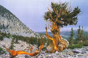 Great Basin National Park